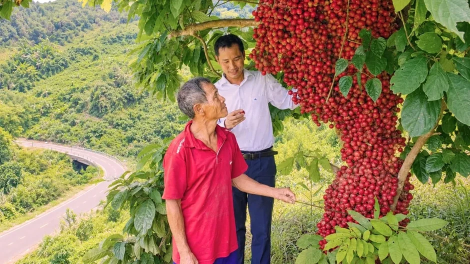 Dâu rừng đỏ mọng trên vùng núi Quảng Ngãi Dâu rừng đỏ mọng trên vùng núi Quảng Ngãi