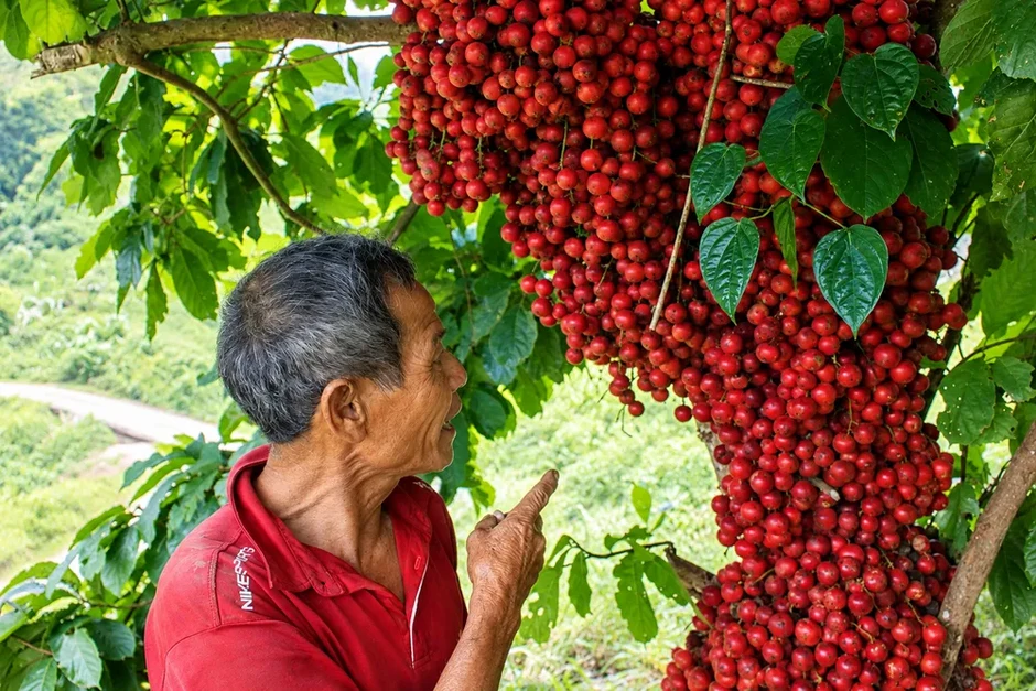 Dâu rừng đỏ mọng trên vùng núi Quảng Ngãi Dâu rừng đỏ mọng trên vùng núi Quảng Ngãi