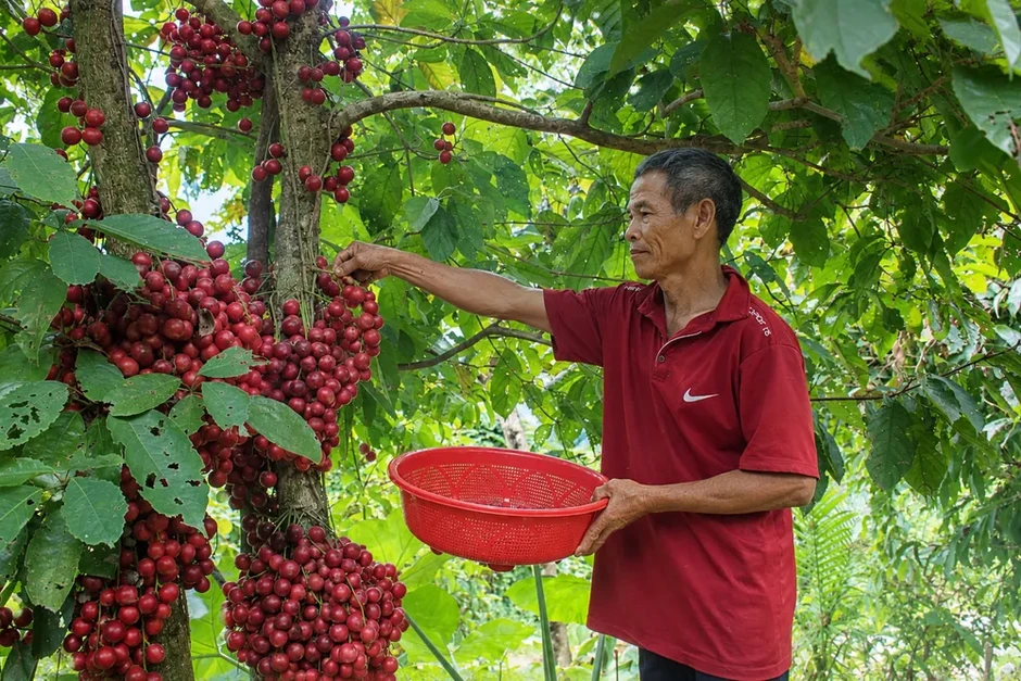 Dâu rừng đỏ mọng trên vùng núi Quảng Ngãi Dâu rừng đỏ mọng trên vùng núi Quảng Ngãi