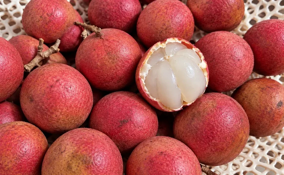 Dâu rừng đỏ mọng trên vùng núi Quảng Ngãi Dâu rừng đỏ mọng trên vùng núi Quảng Ngãi