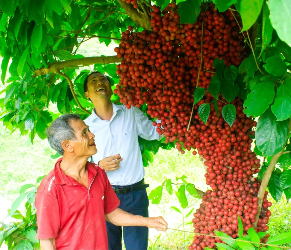 Dâu rừng đỏ mọng trên vùng núi Quảng Ngãi Dâu rừng đỏ mọng trên vùng núi Quảng Ngãi
