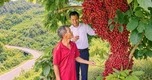 Dâu rừng đỏ mọng trên vùng núi Quảng Ngãi