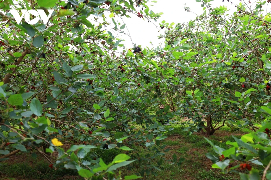 Dâu tằm vào vụ: Người dân Hát Môn tất bật, thu nhập tăng cao