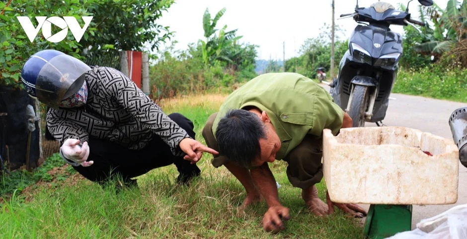 Dâu tằm vào vụ: Người dân Hát Môn tất bật, thu nhập tăng cao