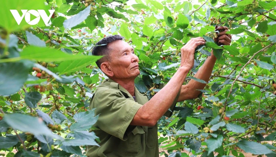 Dâu tằm vào vụ: Người dân Hát Môn tất bật, thu nhập tăng cao