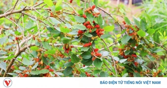 Dâu tằm vào vụ: Người dân Hát Môn tất bật, thu nhập tăng cao