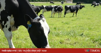 Đầu tư cho kinh tế bền vững trong ngành sữa: Mô hình liên kết giữa Việt Nam, EU và Ireland