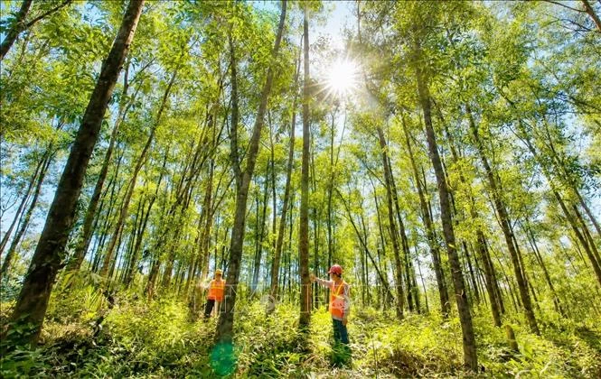 Đẩy mạnh phát triển trồng rừng gỗ lớn Đẩy mạnh phát triển trồng rừng gỗ lớn