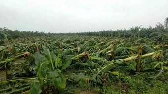 Đẩy mạnh số hóa, khơi thông nguồn lực từ chính sách miễn, giảm tiền thuê đất