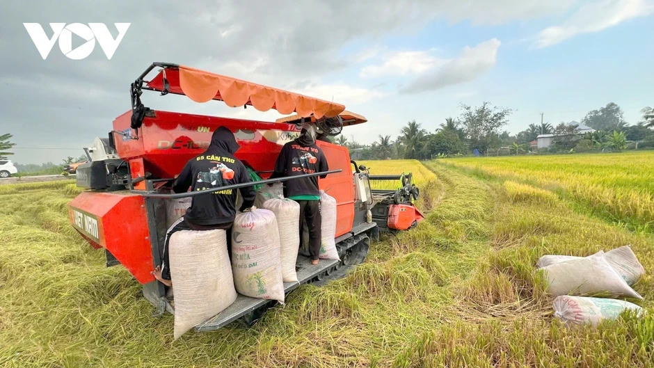 Đề án 1 triệu ha lúa định hình hướng đi sản xuất xanh, phát thải thấp Đề án 1 triệu ha lúa định hình hướng đi sản xuất xanh, phát thải thấp