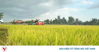 Đề án 1 triệu ha lúa định hình hướng đi sản xuất xanh, phát thải thấp