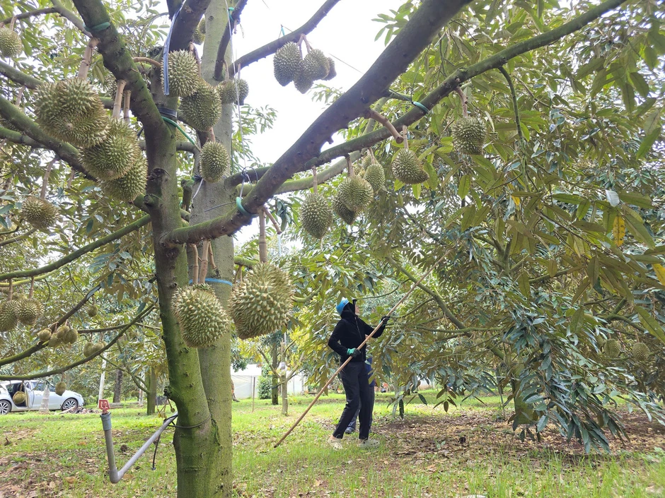 Để nông sản tỷ đô không vỡ trận xuất khẩu: Minh bạch thủ tục, lập lại trật tự Để nông sản tỷ đô không vỡ trận xuất khẩu: Minh bạch thủ tục, lập lại trật tự