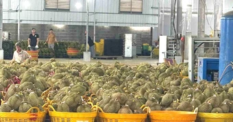 Đề xuất tháo gỡ thủ tục mã số vùng trồng, DN sầu riêng như ‘trút gánh nặng’