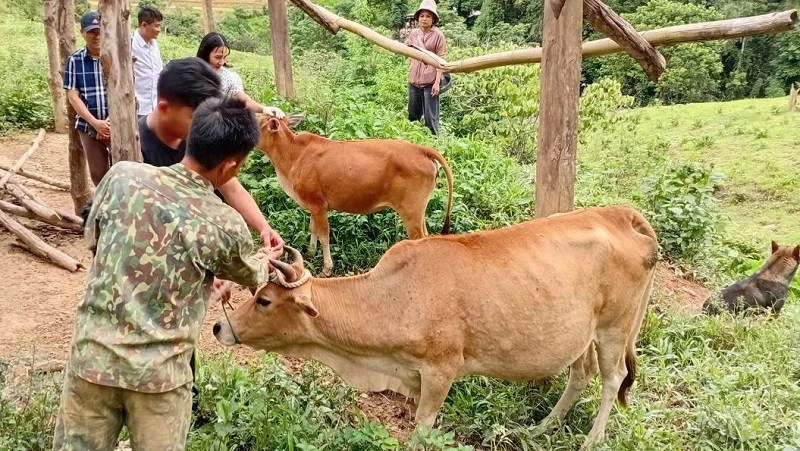 Điện Biên: Khẩn trương khống chế bệnh viêm da nổi cục trên bò