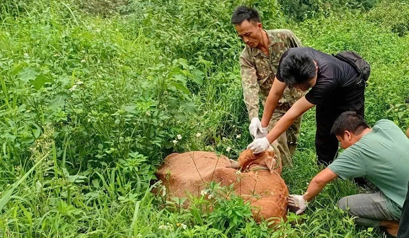 Điện Biên: Khẩn trương khống chế bệnh viêm da nổi cục trên bò