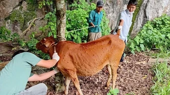Điện Biên: Khẩn trương khống chế bệnh viêm da nổi cục trên bò