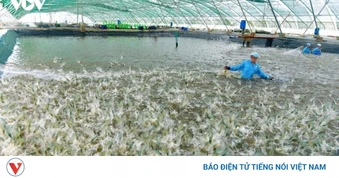 Điều phối tổng đàn vật nuôi để chấm dứt cảnh "giá cao tăng đàn, giá thấp giảm đàn"