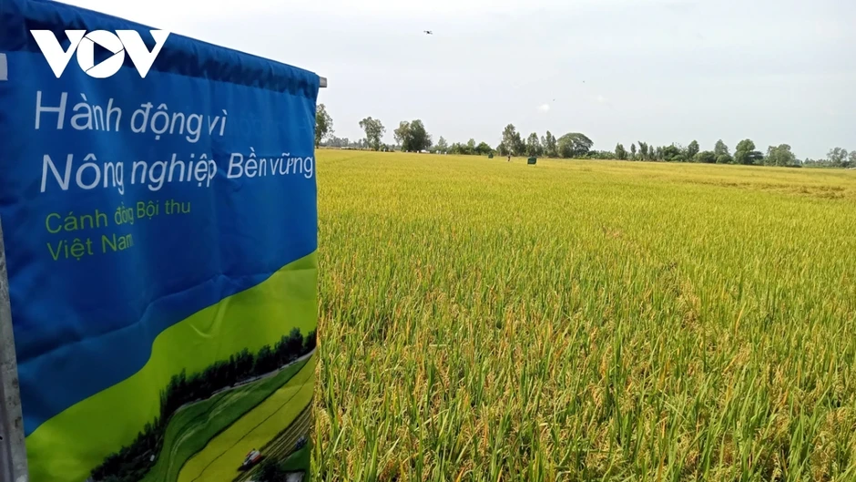 Định vị gạo Việt trên bản đồ thế giới từ giống lúa chất lượng cao Định vị gạo Việt trên bản đồ thế giới từ giống lúa chất lượng cao
