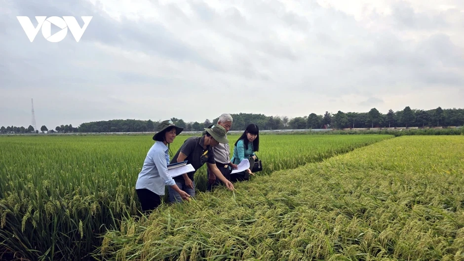 Định vị gạo Việt trên bản đồ thế giới từ giống lúa chất lượng cao Định vị gạo Việt trên bản đồ thế giới từ giống lúa chất lượng cao