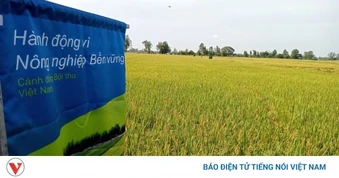 Định vị gạo Việt trên bản đồ thế giới từ giống lúa chất lượng cao