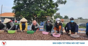 Doanh nghiệp điều mắc kẹt giữa giá thô leo thang, đầu ra ách tắc