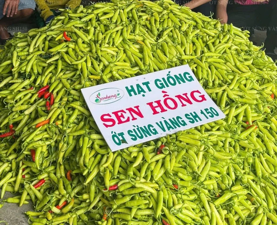 Doanh nghiệp Đồng Tháp nỗ lực giữ nhịp sản xuất trong “bão giá” Doanh nghiệp Đồng Tháp nỗ lực giữ nhịp sản xuất trong “bão giá”