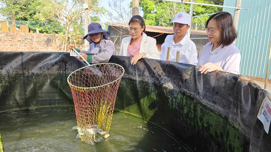 Độc lạ mô hình cá mú Úc trên cao nguyên, nuôi không đủ bán Độc lạ mô hình cá mú Úc trên cao nguyên, nuôi không đủ bán