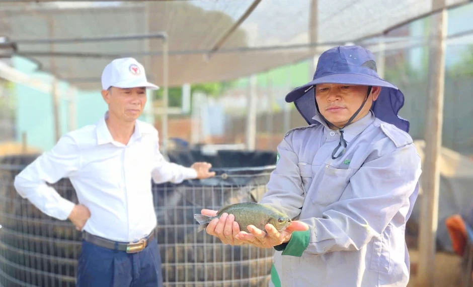 Độc lạ mô hình cá mú Úc trên cao nguyên, nuôi không đủ bán Độc lạ mô hình cá mú Úc trên cao nguyên, nuôi không đủ bán