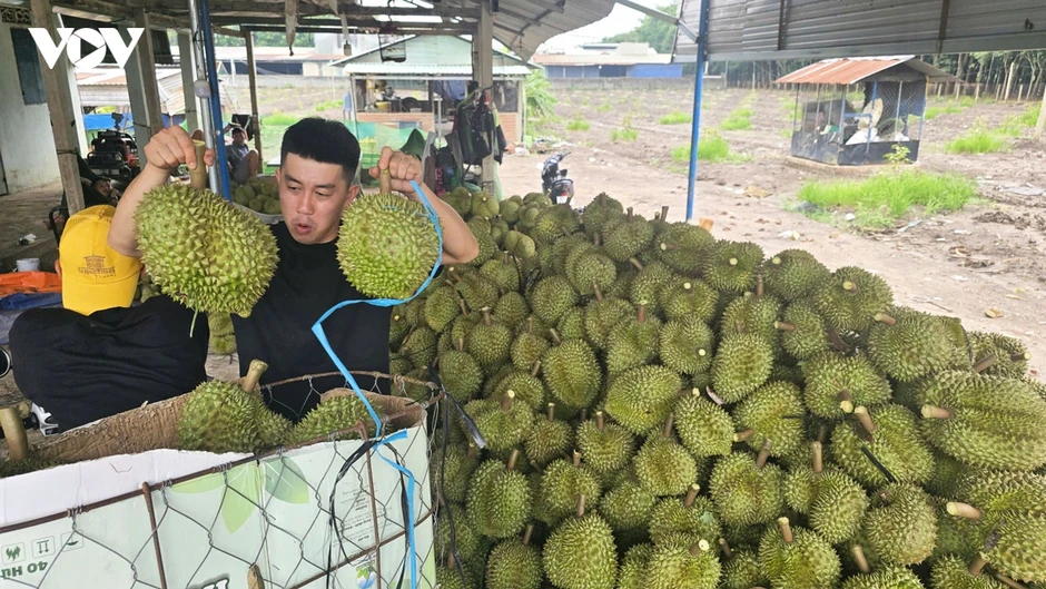 Độc lạ nghề "gõ sầu riêng", thu nhập 60 triệu/tháng Độc lạ nghề "gõ sầu riêng", thu nhập 60 triệu/tháng