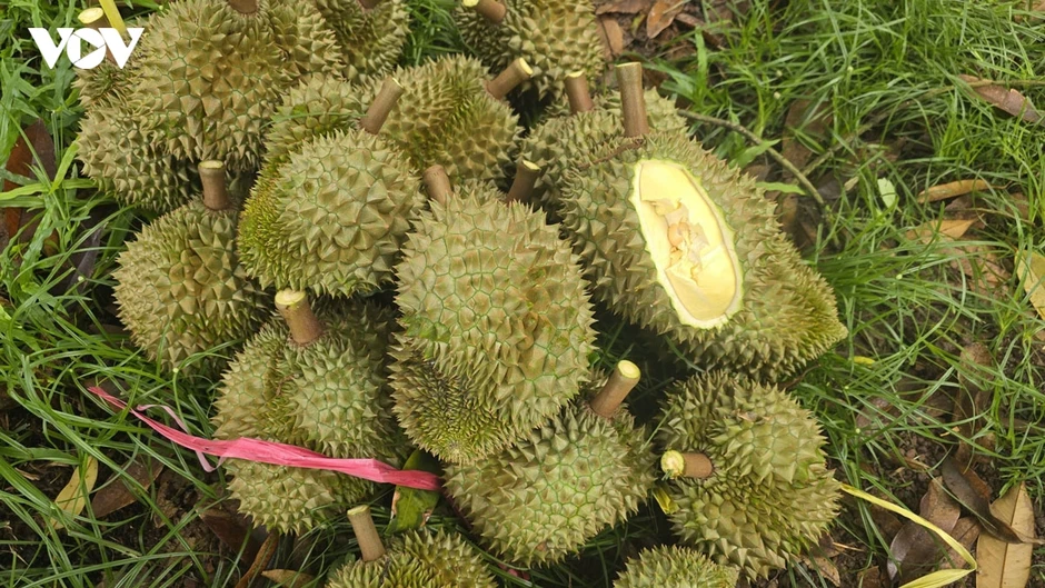 Độc lạ nghề "gõ sầu riêng", thu nhập 60 triệu/tháng Độc lạ nghề "gõ sầu riêng", thu nhập 60 triệu/tháng