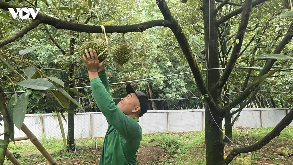 Độc lạ nghề "gõ sầu riêng", thu nhập 60 triệu/tháng Độc lạ nghề "gõ sầu riêng", thu nhập 60 triệu/tháng