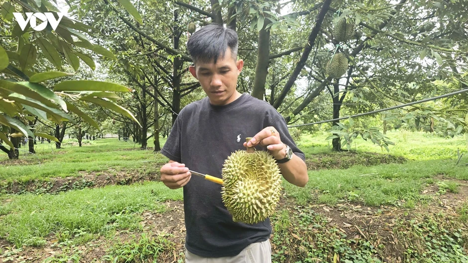 Độc lạ nghề "gõ sầu riêng", thu nhập 60 triệu/tháng Độc lạ nghề "gõ sầu riêng", thu nhập 60 triệu/tháng