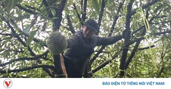 Độc lạ nghề "gõ sầu riêng", thu nhập 60 triệu/tháng