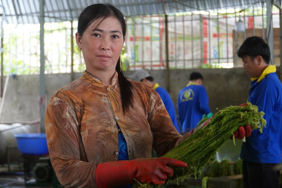 'Đổi đời' cho lá khóm, nông dân miền Tây có thêm thu nhập 'Đổi đời' cho lá khóm, nông dân miền Tây có thêm thu nhập