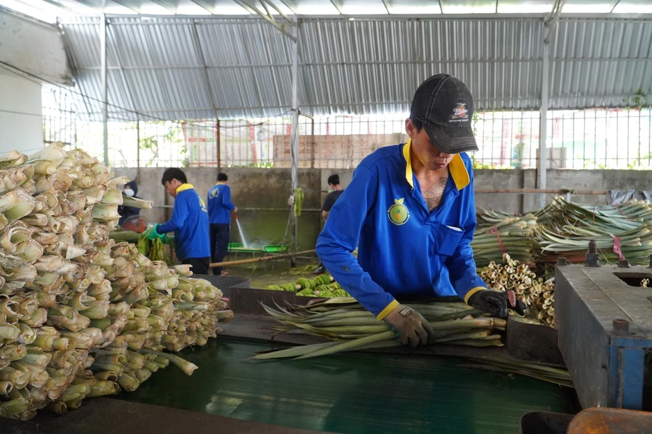 'Đổi đời' cho lá khóm, nông dân miền Tây có thêm thu nhập 'Đổi đời' cho lá khóm, nông dân miền Tây có thêm thu nhập