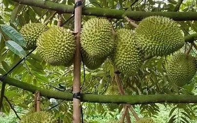 Đơn giản cấp mã số vùng trồng, siết chặt hậu kiểm Đơn giản cấp mã số vùng trồng, siết chặt hậu kiểm