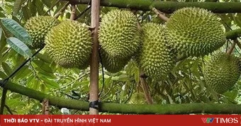 Đơn giản cấp mã số vùng trồng, siết chặt hậu kiểm