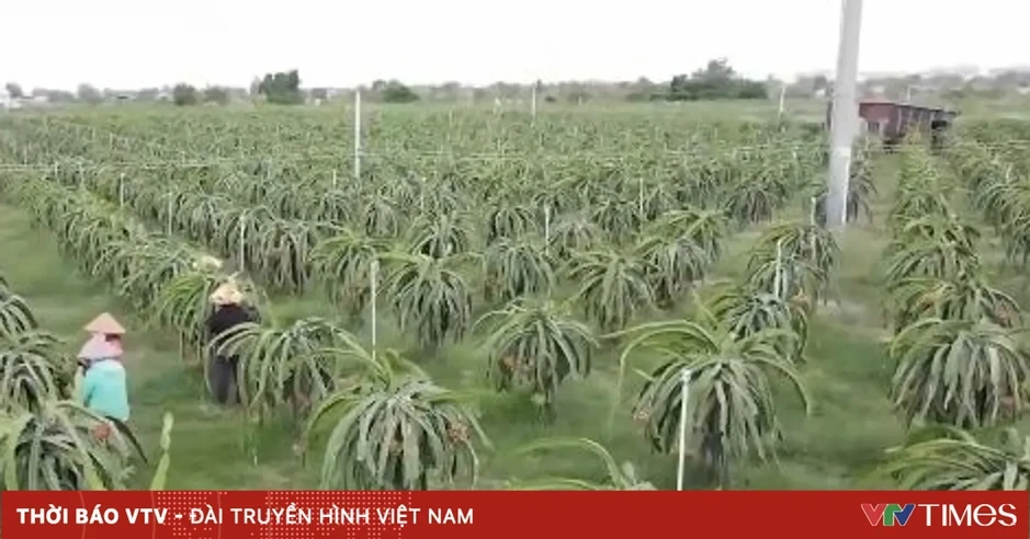Đơn giản hóa thủ tục cấp mã số vùng trồng Đơn giản hóa thủ tục cấp mã số vùng trồng