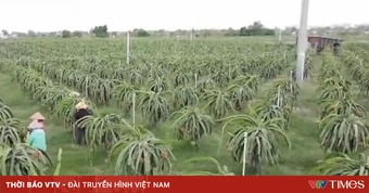 Đơn giản hóa thủ tục cấp mã số vùng trồng