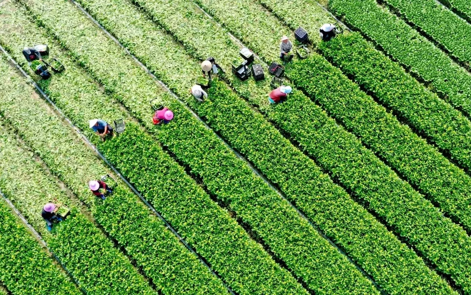 Đơn giản hóa thủ tục lĩnh vực nông nghiệp và môi trường Đơn giản hóa thủ tục lĩnh vực nông nghiệp và môi trường