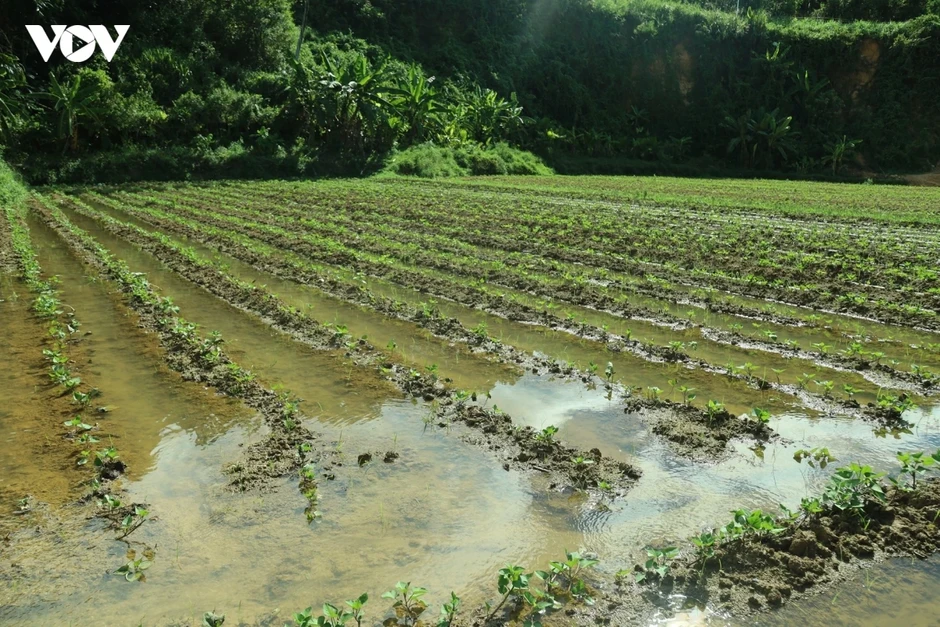 Đồng bào miền núi Quảng Ngãi thay đổi tư duy làm nông nghiệp