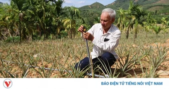 Đồng bào miền núi Quảng Ngãi thay đổi tư duy làm nông nghiệp