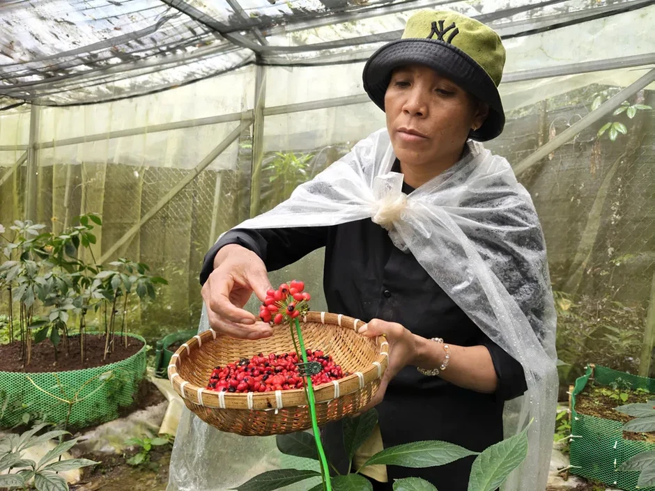Đồng bào Xơ Đăng tất bật thu hoạch hạt sâm Ngọc Linh Đồng bào Xơ Đăng tất bật thu hoạch hạt sâm Ngọc Linh