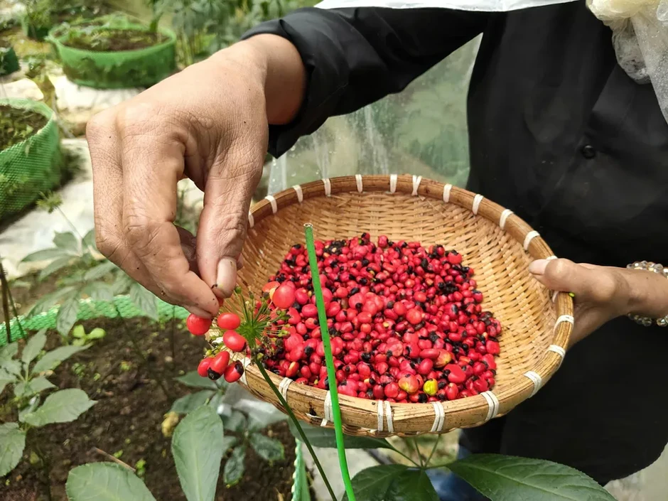Đồng bào Xơ Đăng tất bật thu hoạch hạt sâm Ngọc Linh Đồng bào Xơ Đăng tất bật thu hoạch hạt sâm Ngọc Linh