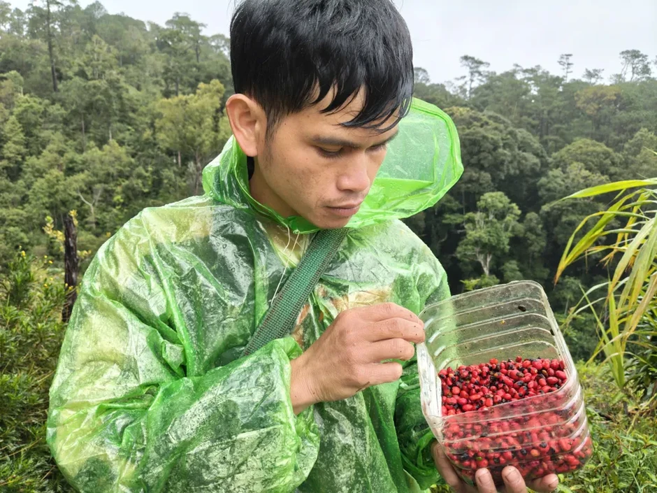 Đồng bào Xơ Đăng tất bật thu hoạch hạt sâm Ngọc Linh Đồng bào Xơ Đăng tất bật thu hoạch hạt sâm Ngọc Linh