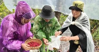 Đồng bào Xơ Đăng tất bật thu hoạch hạt sâm Ngọc Linh