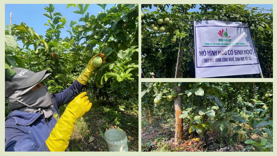 Đồng hành xanh hóa nông nghiệp: Từ giấc mơ đến hiện thực Đồng hành xanh hóa nông nghiệp: Từ giấc mơ đến hiện thực