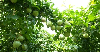 Đồng hành xanh hóa nông nghiệp: Từ giấc mơ đến hiện thực