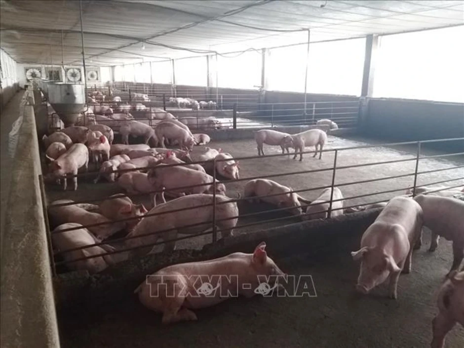 Đồng Nai kiểm tra, xử lý trại nuôi lợn 'vỗ béo' sử dụng chất cấm Đồng Nai kiểm tra, xử lý trại nuôi lợn 'vỗ béo' sử dụng chất cấm