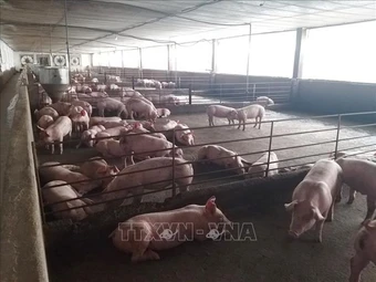 Đồng Nai kiểm tra, xử lý trại nuôi lợn 'vỗ béo' sử dụng chất cấm